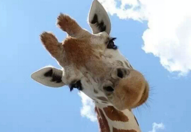 比户